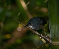 White-Breasted Tapaculo photo 3