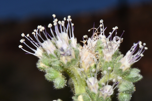 Image of Phacelia palmeri by (c) Darrin Gobble, some rights reserved (CC BY)
