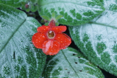 Episcia cupreata
