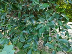 Ficus microcarpa microcarpa