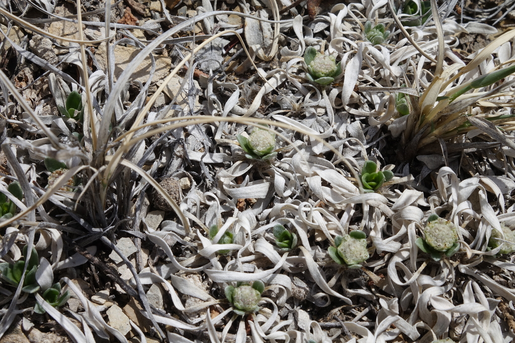 Parthenium tetraneuris