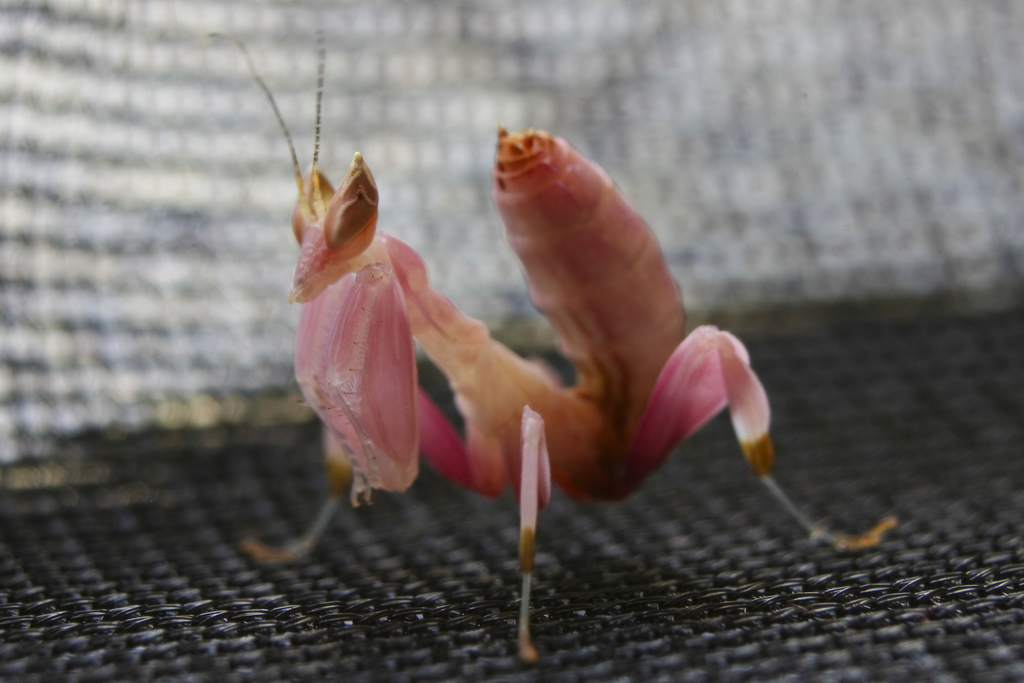 兰花螳螂 Walking Flower Mantis (西双版纳的螳螂) · iNaturalist