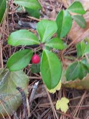 Gaultheria procumbens image