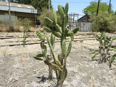 (c) Oscar Alejandro Morales Juárez, some rights reserved (CC BY-SA) Opuntia jaliscana, photograph (c) Oscar Alejandro Morales Juárez, some rights reserved (CC BY-SA)