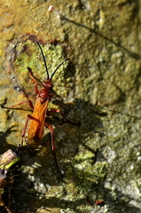 Sphictostethus nitidus