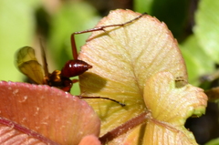 Sphictostethus nitidus