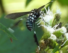 Horama plumipes