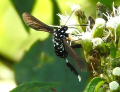 Horama plumipes