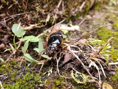 Odontotaenius