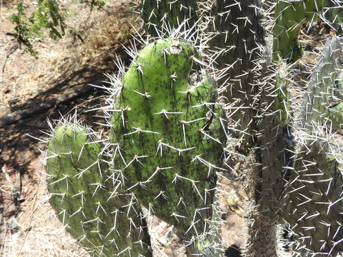 Opuntia jaliscana, photograph 1