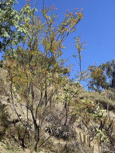 Image of Tecoma fulva by (c) Mariela Nicole Crespo Carrazana, some rights reserved (CC BY-SA)