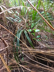 Hedycarya arborea