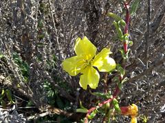 Oenothera elata hookeri