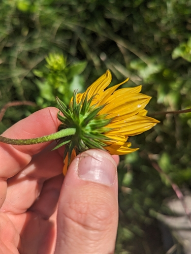 cucumberleaf sunflower (Helianthus debilis)