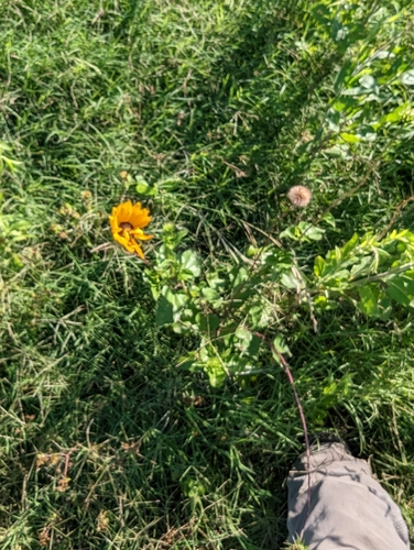 Helianthus debilis
