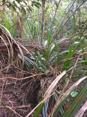 Hedycarya arborea