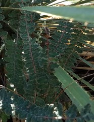 Astrolepis windhamii