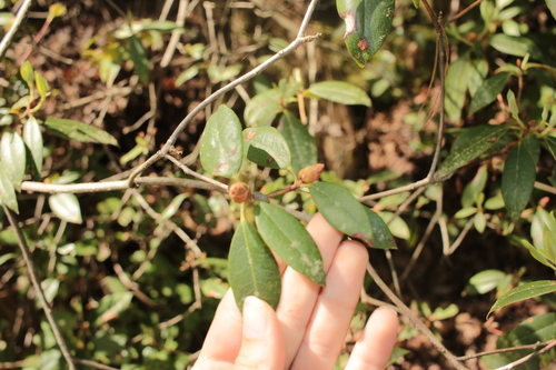 Image of Rhododendron minus by (c) Alex Karasoulos, some rights reserved (CC BY)