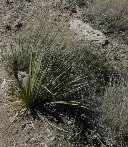 intermediate yucca (Yucca intermedia)
