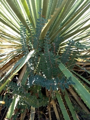 Astrolepis windhamii