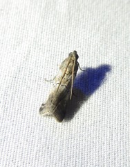 Chararica hystriculella
