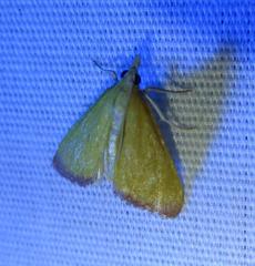 Xanthostege roseiterminalis