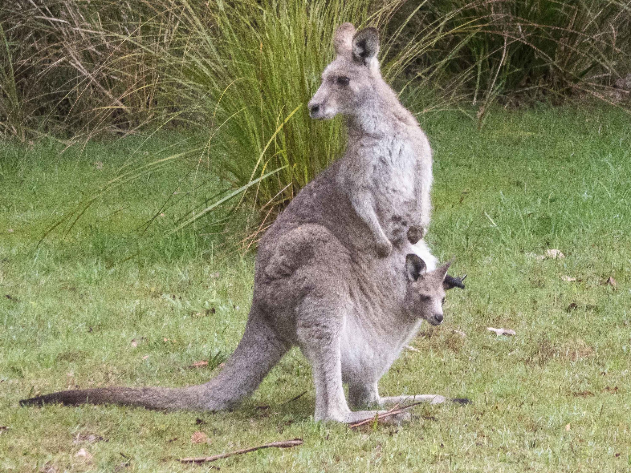 Спаривание кенгуру. Полосатый кенгуру валлаби заяц. Восточный серый кенгуру. Macropus giganteus. Серый кенгуру в Австралии.