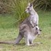 Eastern Grey Kangaroo - Photo (c) Mononymous, some rights reserved (CC BY-NC), uploaded by Mononymous
