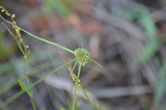 Cyperus lupulinus macilentus