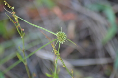 Cyperus lupulinus macilentus