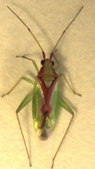 Zanchius ater