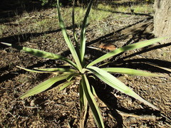 Yucca baccata