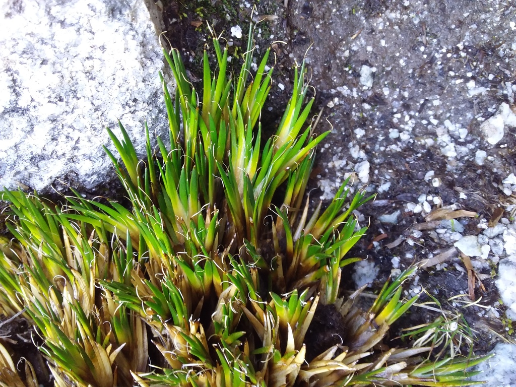 Distichia filamentosa (Distichia filamentosa)