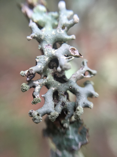 Powder-headed Tube Lichen