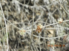 Polistes dorsalis californicus