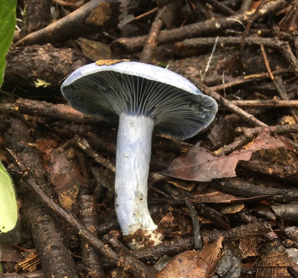 Lactarius indigo · October 2018 · photo: © crawfordaj (iNaturalist, cc0)