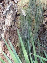 Vittaria lineata image