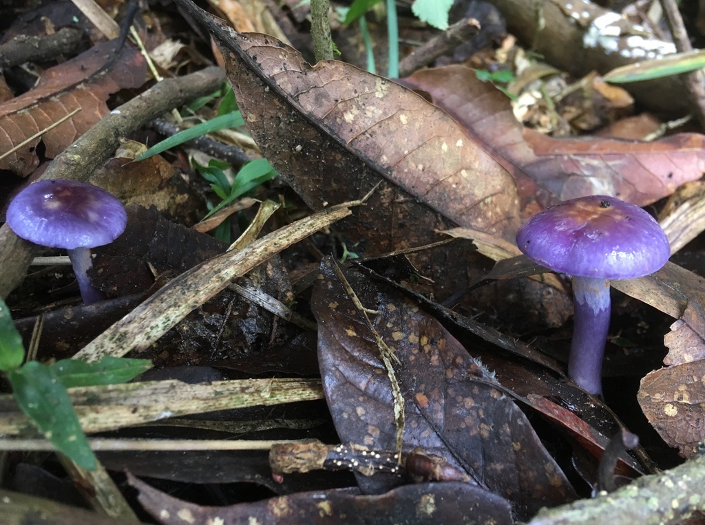 Cortinarius iodes · October 2018 · photo: © crawfordaj (iNaturalist, cc0)