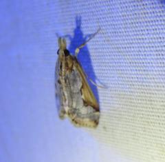 Loxostege albiceralis
