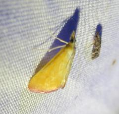 Xanthostege roseiterminalis