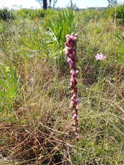 Liatris tenuifolia