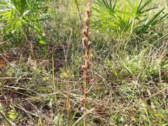 Liatris tenuifolia