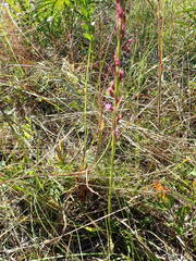 Liatris tenuifolia