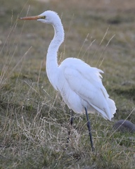 Ardea alba