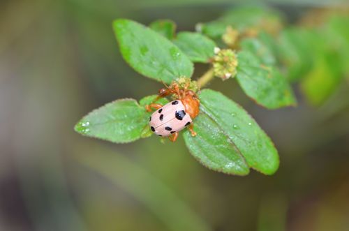 Podontia affinis photographed in Cambodia