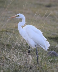 Ardea alba