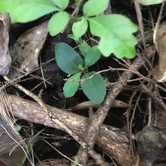 Hedycarya arborea