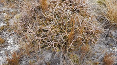 Pittosporum anomalum