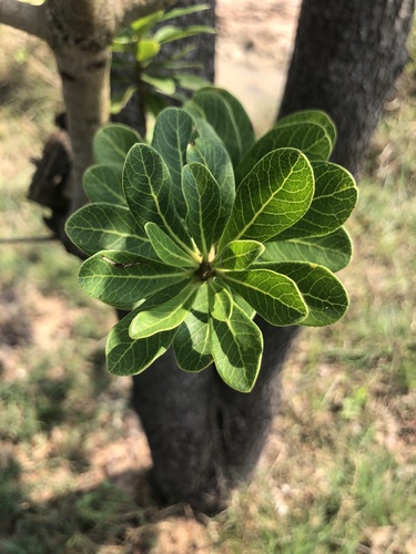 Buchanania siamensis, 2023-05-01