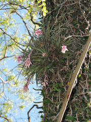 Tillandsia recurvifolia
